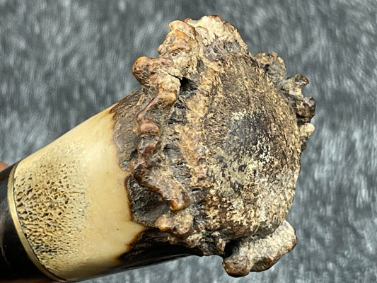 Heritage Forge 14 Inch Damascus Steel Hunting Survival Knife with Camel Bone and Horn Handle